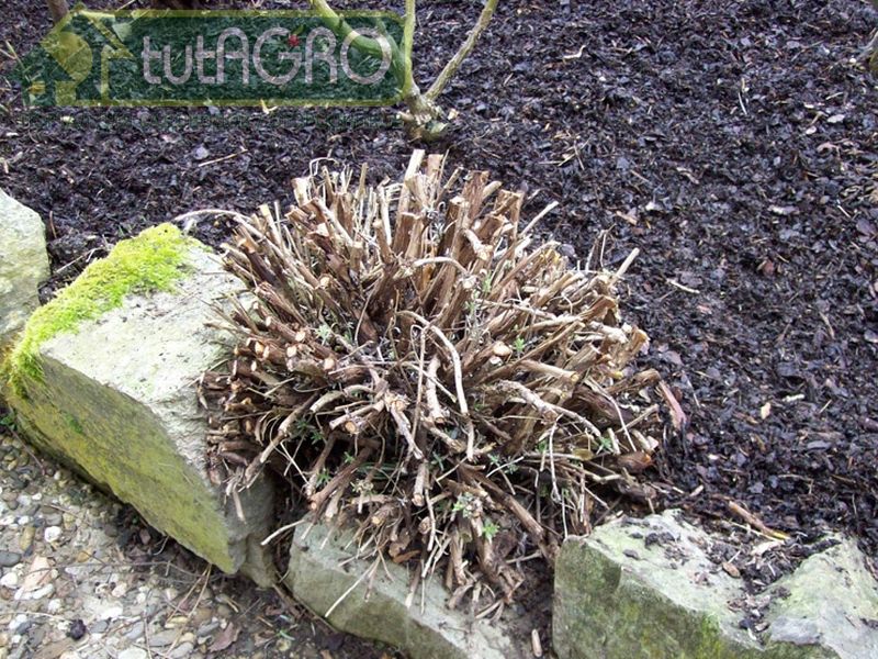 В аптекарский огород можно поселить самые неприхотливые растения - AGROzen