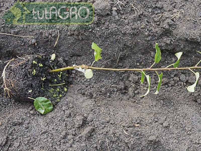 Причин низкой приживаемости саженцев может быть несколько - AGROzen