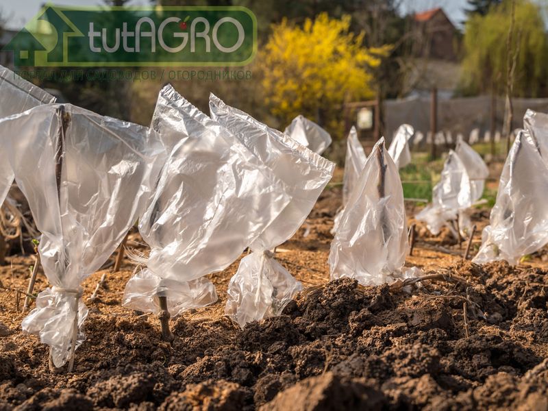 При пересадке кусты и деревья испытывают стресс - AGROzen