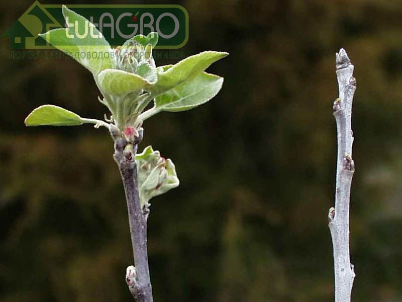 Причины низкой приживаемости саженцев - AGROzen