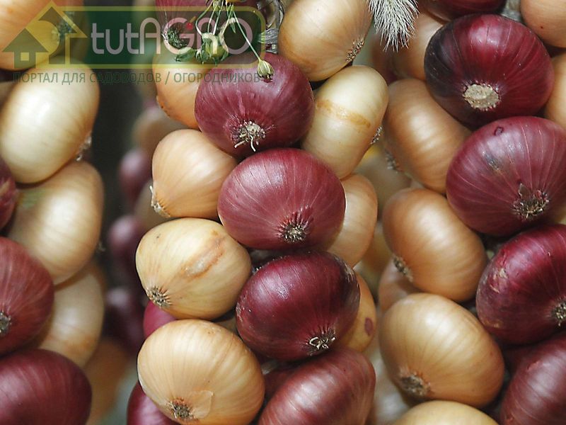 Чего боятся лук и чеснок на хранении? - AGROzen