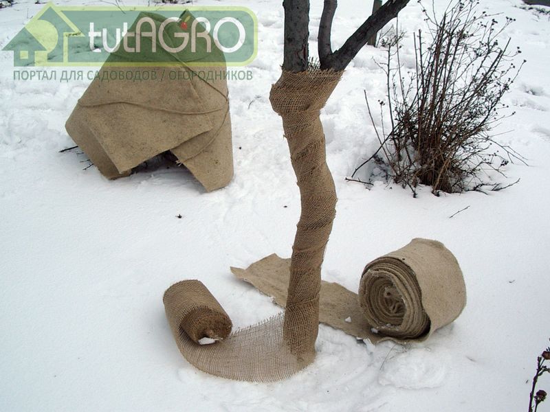 Молодые растения нуждаются в утеплении - AGROzen.