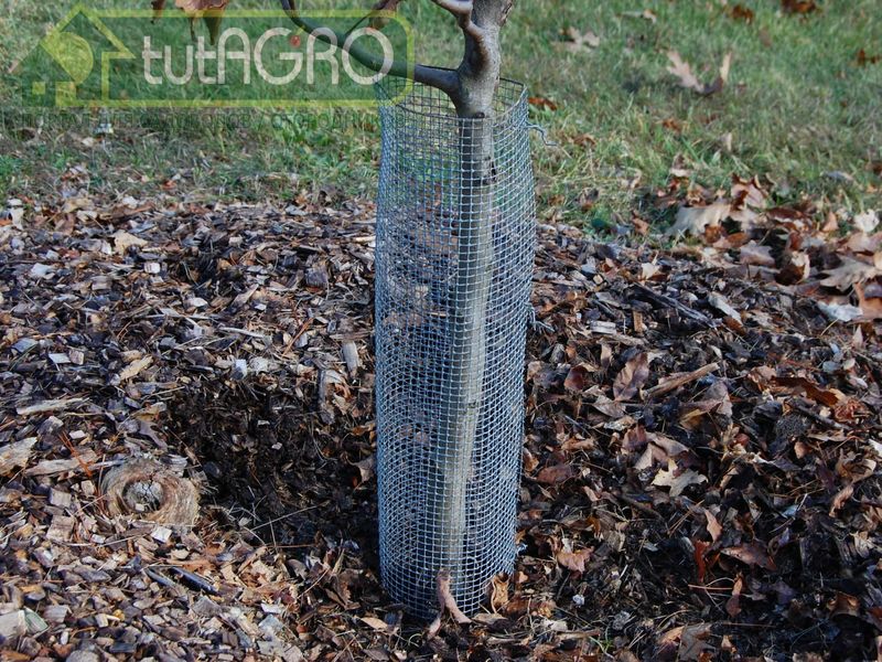 Очень часто утепления приствольного круга бывает недостаточно - AGROzen