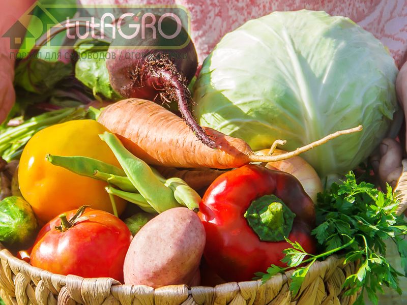 Вред минеральные удобрения могут нанести только при неграмотном их применении - AGROzen