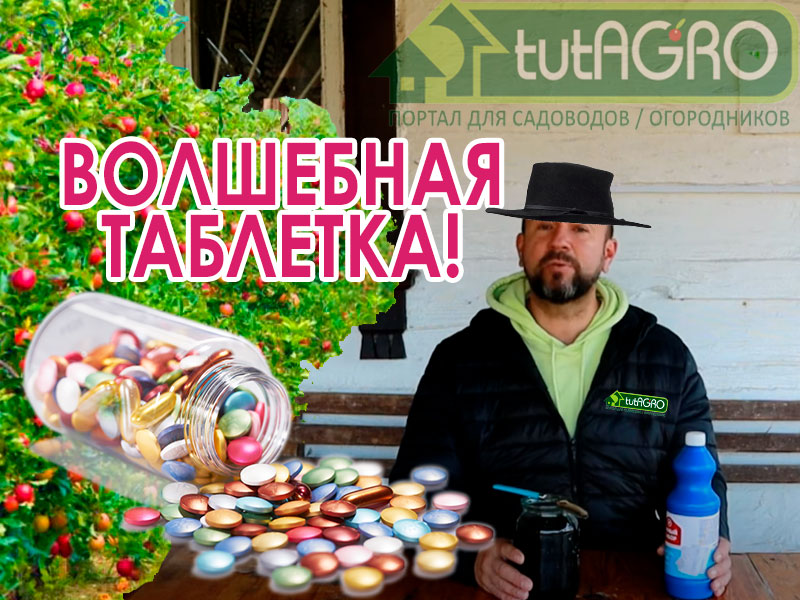 При проведении обрезки плодовых и декоративных деревьев и кустарников, при отправлении роз на зимовку, при повреждении коры и стволов - это средство всегда придет на подмогу! Очень простой и доступный рецепт в копилку рецептов садовода. Эта таблетка - спаситель сада!