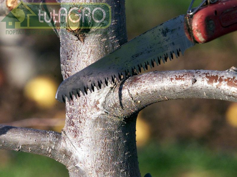 Обрезка сада без ошибок - AGROzen