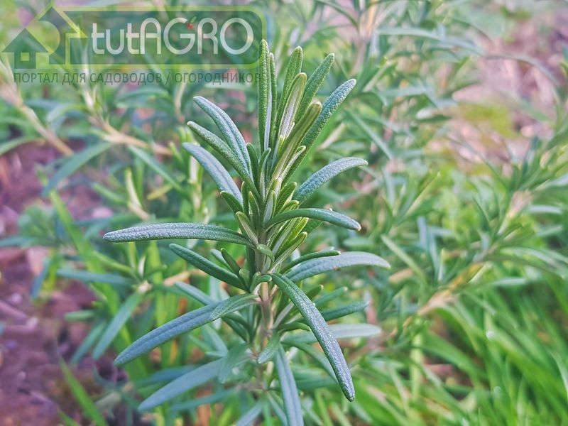 Как вырастить розмарин в контейнере? - AGROzen