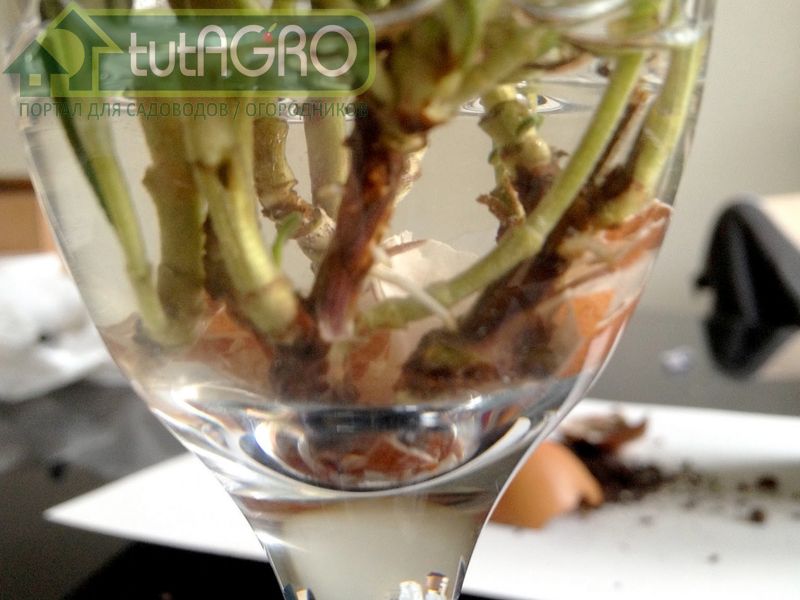 Розмарин лекарственный - самый распространенный вид - AGROzen