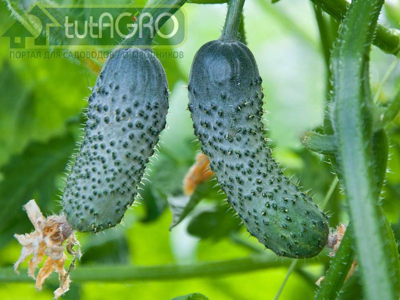 Рубашки для огурцов - AGROzen