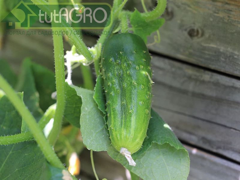 Немецкая рубашка. Голландская рубашка. Русская рубашка. Азиатская рубашка - AGROzen