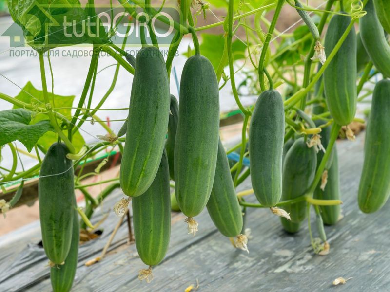 Немецкая рубашка. Голландская рубашка. Русская рубашка. Азиатская рубашка - AGROzen