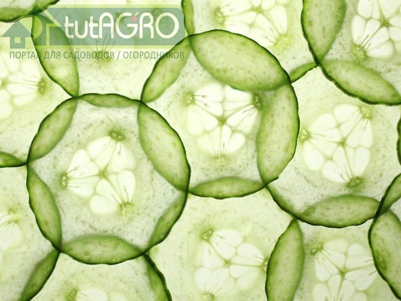 Как определить по кожуре огурца, для чего предназначен этот сорт или гибрид - AGROzen