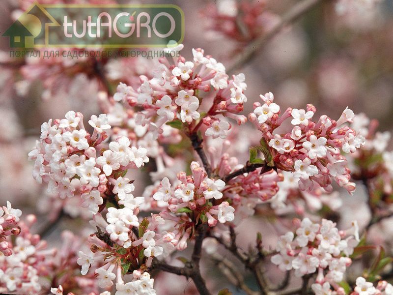 Цветущая зимой - AGROzen