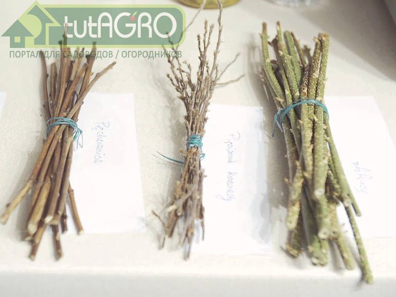 Особенности зимнего черенкования Особенности зимнего черенкования - AGROzen