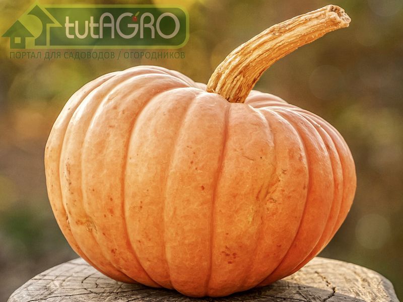Как сделать так, чтобы тыква не портилась? - AGROzen