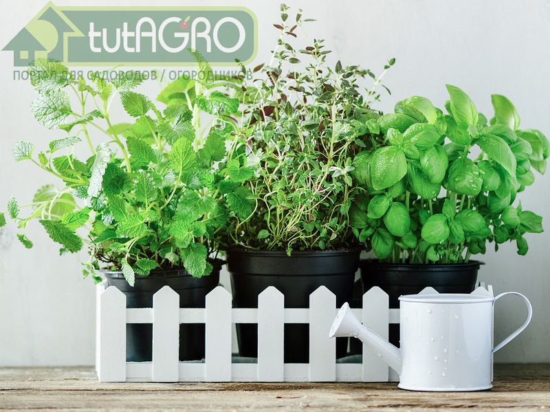 Для посадки растений лучше купить готовый субстрат - AGROzen