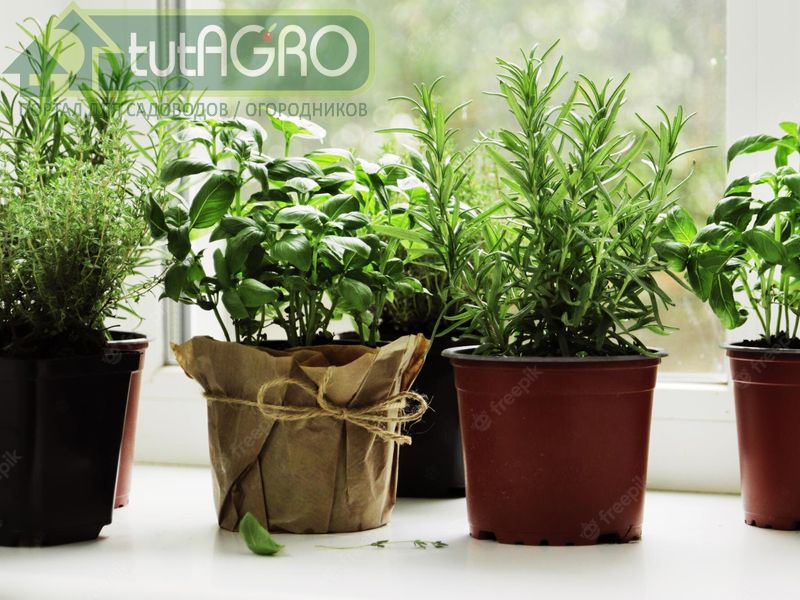 В полутени могут расти: горчица, петрушка, щавель, кервель - AGROzen