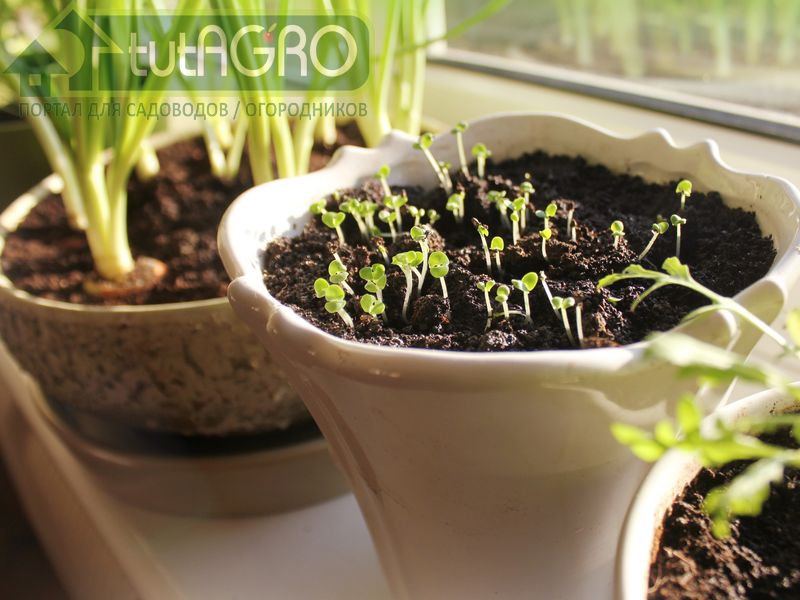 Как вырастить пряные травы - AGROzen