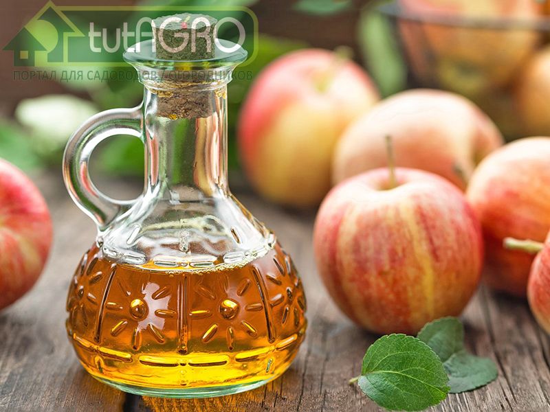 Яблочный уксус - пить или не пить? - AGROzen