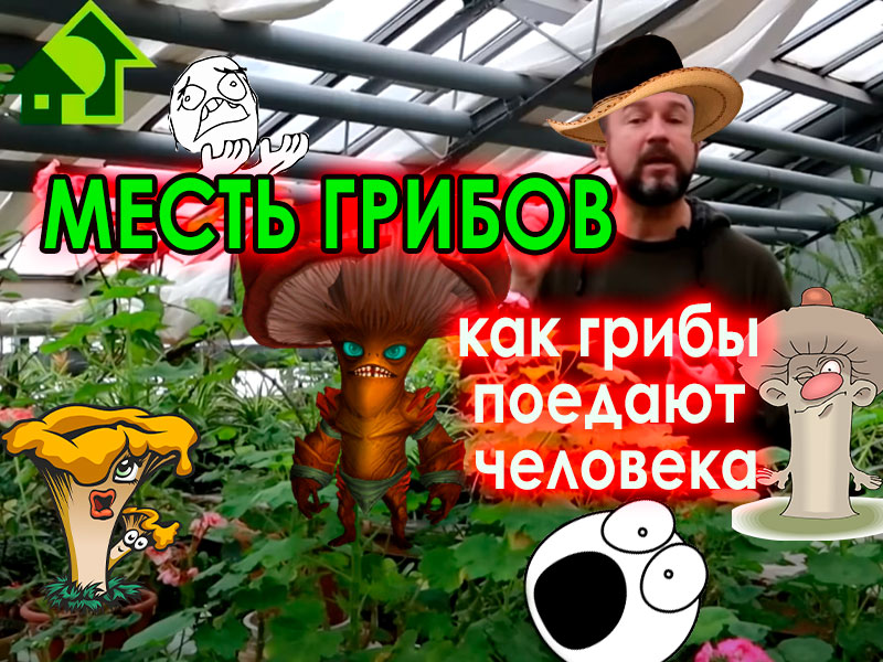 Мы едим грибы, но и грибы едят нас! Взаимоотношения между грибами и человеком. Как улучшить своё здоровье и не попасть на обед к грибам? Видео от Ивана Русских для AGROzen.com Едите грибы? Грибы вас тоже!