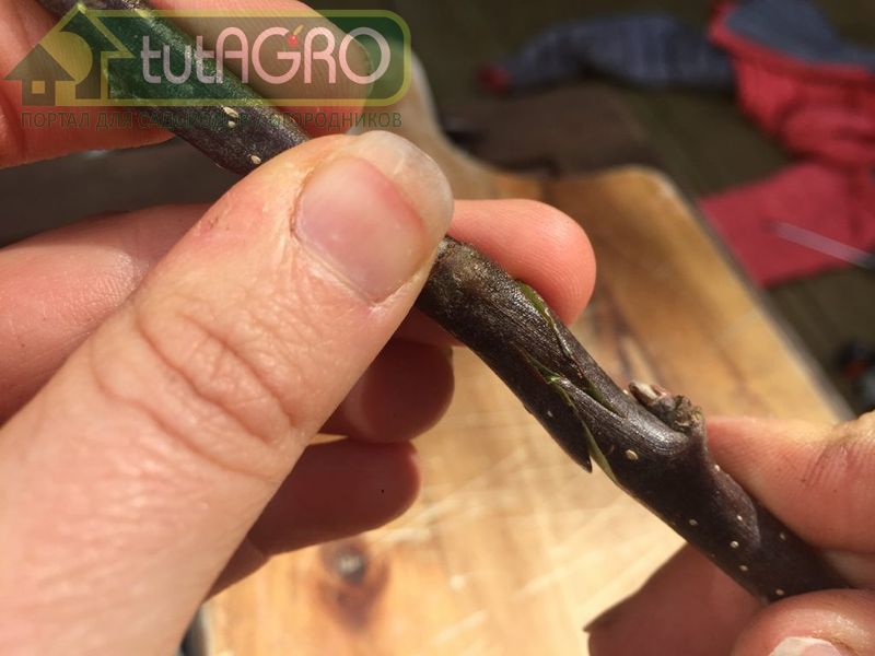 Заготовка черенков для зимней прививки - AGROzen