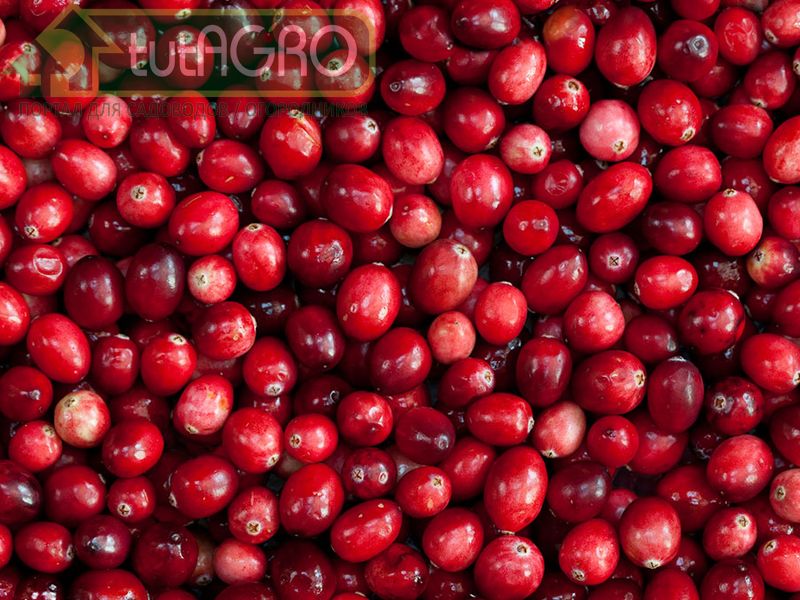 Клюква - истребитель вирусов - AGROzen