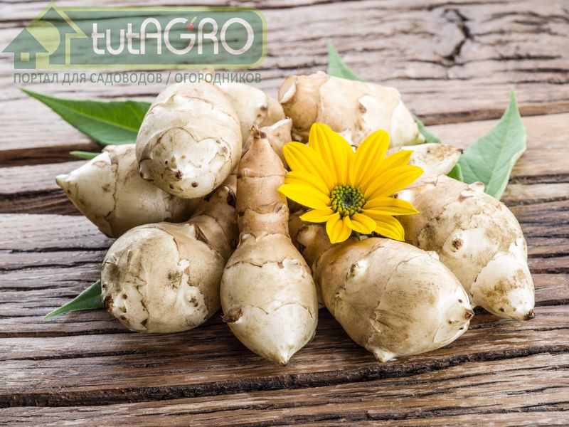 Вы еще не выращиваете топинамбур? - AGROzen