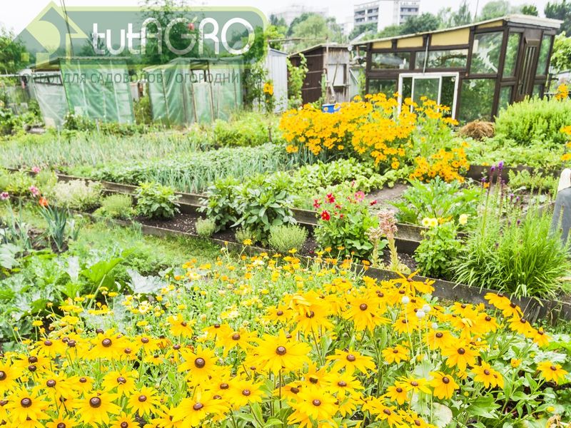 Топинамбур имеет массу полезных свойств - AGROzen