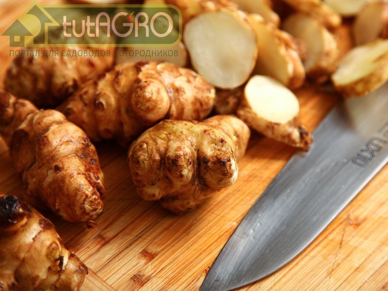 Вкус топинамбура специфический - AGROzen