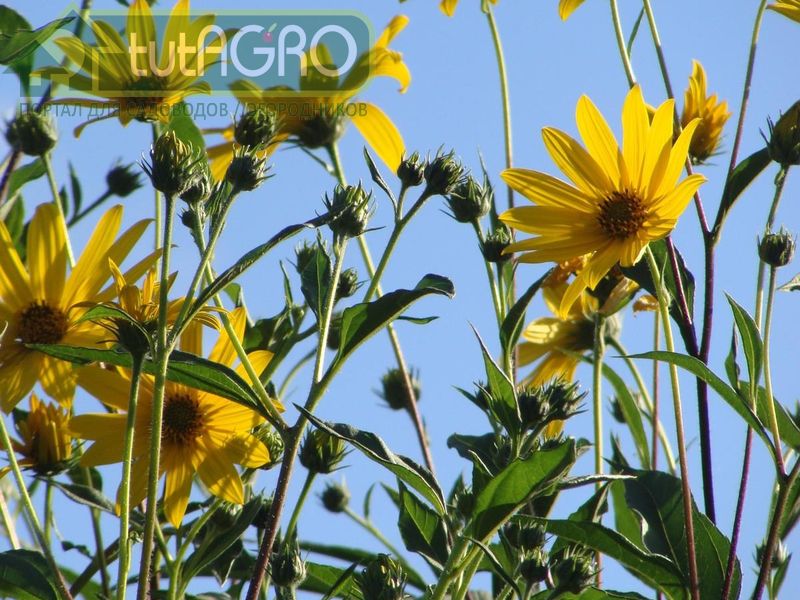 А главное достоинство топинамбура - инулин - AGROzen