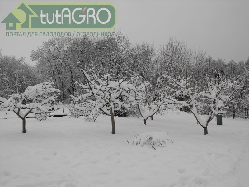 Защита сада в зимний период - AGROzen