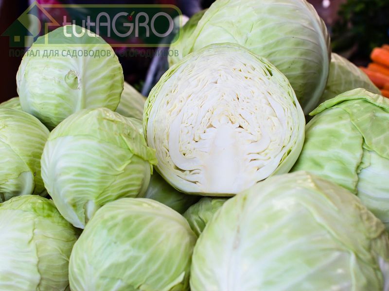 Квашеная капуста. Сорт Квашеная капуста. Сорт - AGROzen