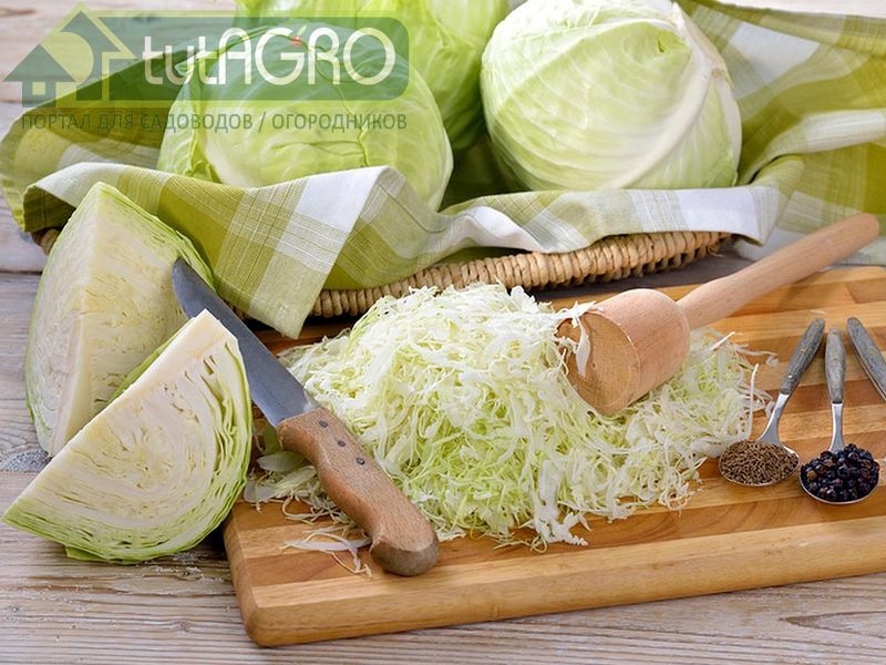 Квашеная капуста: вкусно и полезно - AGROzen