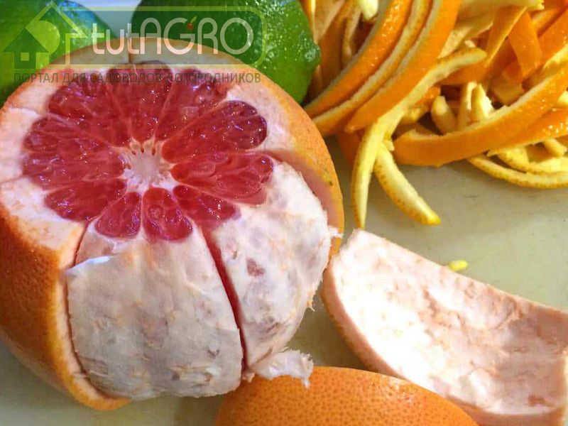 Мандарины, апельсины и бананы. Теперь в каждом огороде! - AGROzen