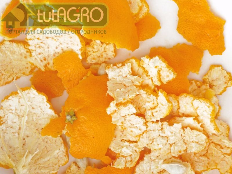 Компост из фруктов. Способы хранения кожуры - AGROzen