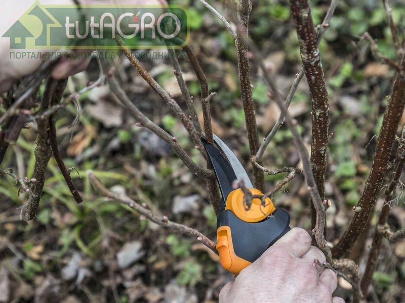 Если на вашем участке есть урожайные сорта черной смородины, их можно легко размножить черенками - AGROzen