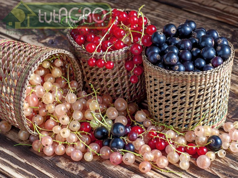 Размножение смородины черенками - AGROzen