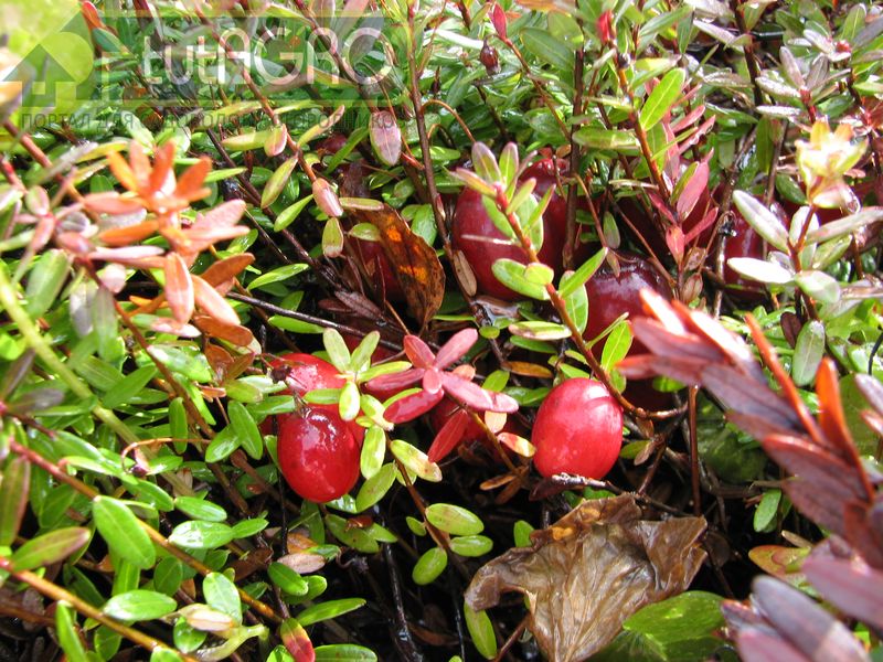 В сухую и ветреную погоду незащищенные побеги клюквы часто погибают - AGROzen