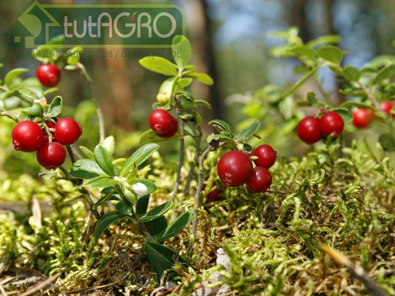 Поздней осенью нужно укрыть посадки клюквы - AGROzen