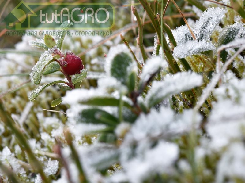 Защита клюквы от пересыхания и вымерзания - AGROzen