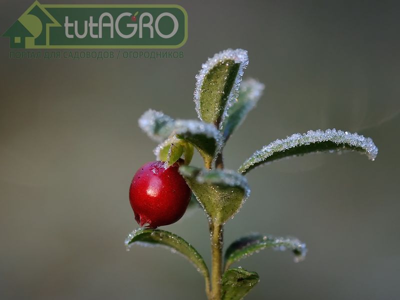 При выборе участка под посадку клюквы следует позаботиться о защите от ветра - AGROzen