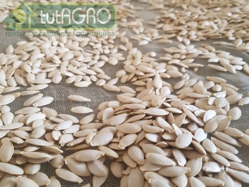 При покупке семян реально оцените, сколько кустов ранних огурцов вам нужно - AGROzen