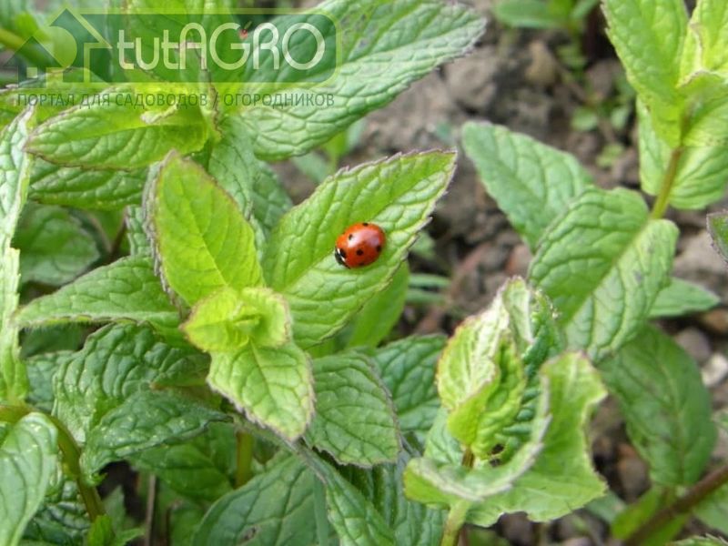 Клумба со вкусом мяты - AGROzen