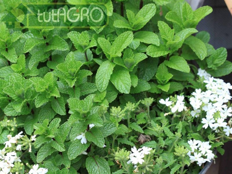 Мята насчитывает большое количество разновидностей - AGROzen