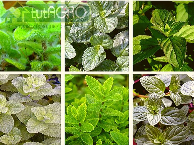 Мятный шербет для праздничного стола - AGROzen