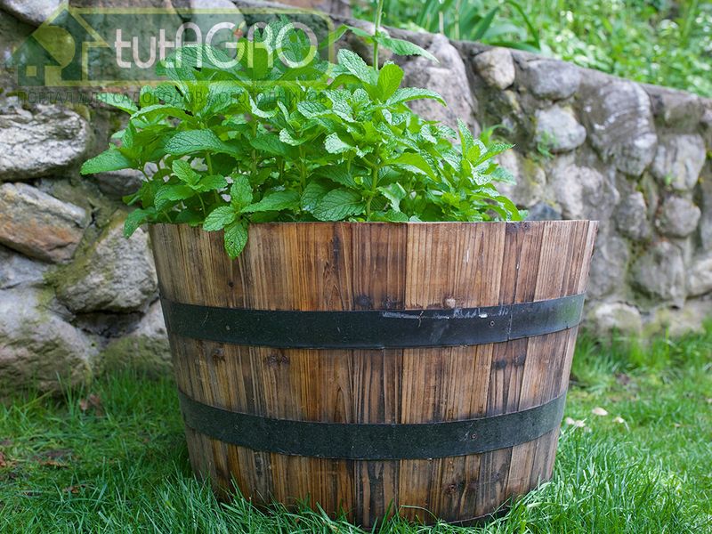 Создайте мятную клумбу. Как выращивать мяту? Виды мяты - AGROzen