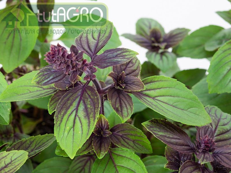 Базилик - и полезен, и красив