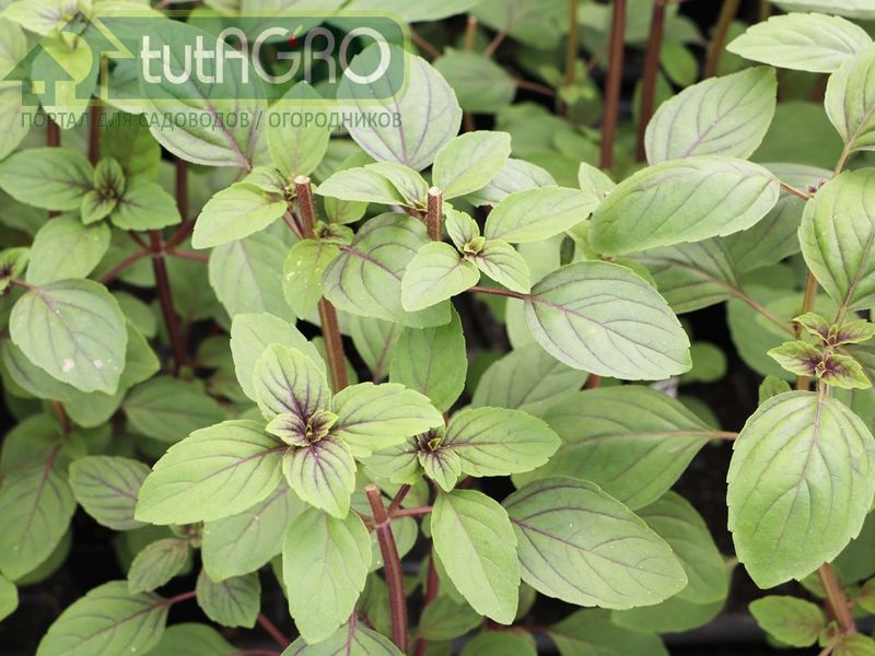 Базилик родом из теплых стран - AGROzen