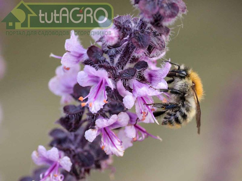 Настой из листьев базилика используют для полосканий при ангине - AGROzen