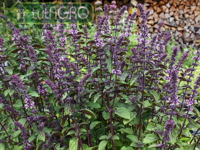 Базилик — прекрасная приправа к салатам, сыру, подливам, супам, мясным и рыбным блюдам - AGROzen